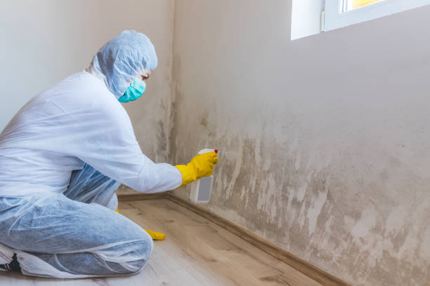 Licensed Mold Inspection service in Fort Loudon, PA - WQB Mold Removal